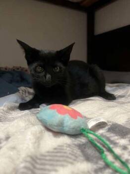 Emily -  Domestic Short Hair Cat for Adoption in Bellevue, Washington - Emily | PetCurious