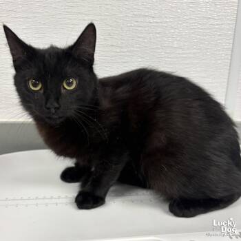 Domestic Short Hair Cats Available for Adoption in Washington, District Of Columbia - JJ | PetCurious