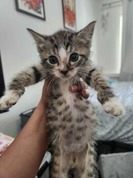 Diamond -  American Shorthair Cat for Adoption in Florham Park, New Jersey - Diamond | PetCurious