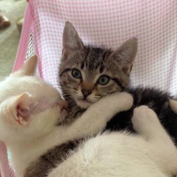 Grizzly w/Polar -  Domestic Short Hair Cat for Adoption in Morristown, Vermont - Grizzly W/Polar | PetCurious