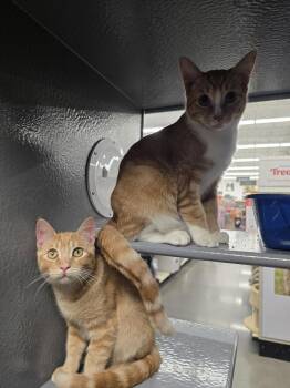 Creamsicle -  Domestic Short Hair Cat for Adoption in Vancouver, Washington - Creamsicle | PetCurious