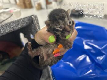 REILLY -  Domestic Short Hair Cat for Adoption in Ocala, Florida - REILLY | PetCurious