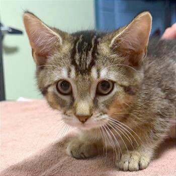 Rocking Chair -  Domestic Short Hair Cat for Adoption in Providence, Rhode Island - Rocking Chair | PetCurious