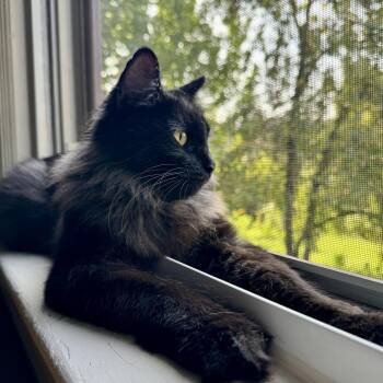 Susu N. - From Garden Girl to House Cat -  Domestic Long Hair Cat for Adoption in New York, New York - Susu N. - From Garden Girl To House Cat | PetCurious