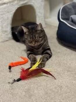 Rescue Domestic Short Hair Cats for Adoption in Carnegie, Pennsylvania - Puddy Tat | PetCurious