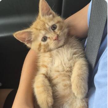 Jake -  Domestic Short Hair Cat for Adoption in Normal, Illinois - Jake | PetCurious