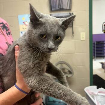 Turk -  Domestic Short Hair Cat for Adoption in Lewisburg, West Virginia - Turk | PetCurious