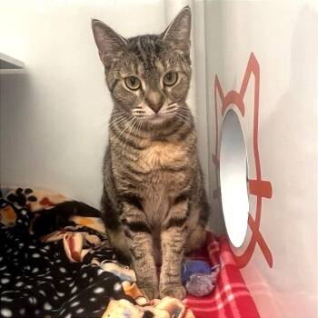 Domestic Short Hair Cats Available for Adoption in Los Angeles, California - Viola | PetCurious