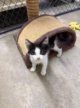 Milton -  Domestic Short Hair Cat for Adoption in Lagrange, Indiana - Milton | PetCurious