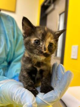 BamBam -  Domestic Short Hair Cat for Adoption in Raleigh, North Carolina - BamBam | PetCurious