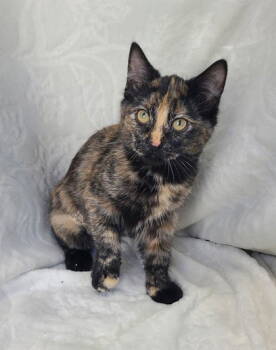 Rescue Tortoiseshell Cats for Adoption in Lake City, Michigan - 6804 (Havana) | PetCurious