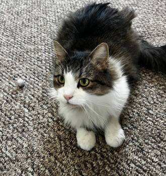 Domestic Long Hair Cats Available for Adoption in Richmond Hill, Ontario - Sunshine (Happy Single) | PetCurious