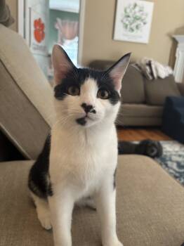 Rescue Domestic Short Hair Cats for Adoption in Greenville, South Carolina - Napoleon - VC | PetCurious