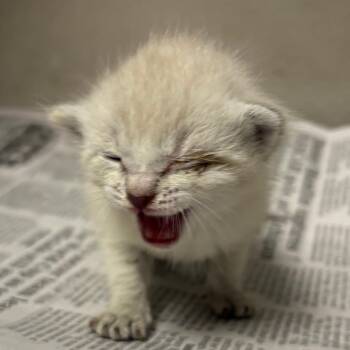 Mini -  Domestic Short Hair Cat for Adoption in Yuma, Arizona - Mini | PetCurious