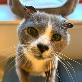 Curious George -  Domestic Short Hair Cat for Adoption in Gibsonia, Pennsylvania - Curious George | PetCurious