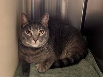GUSTAVE -  Domestic Short Hair Cat for Adoption in Colorado Springs, Colorado - GUSTAVE | PetCurious