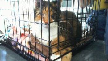 A1267770 -  Domestic Short Hair Cat for Adoption in Charlotte, North Carolina - A1267770 | PetCurious