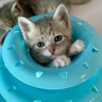 Kandle Melt 25 -  Domestic Short Hair Cat for Adoption in Austin, Texas - Kandle Melt 25 | PetCurious