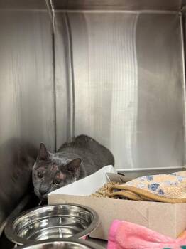 CARTER -  Domestic Short Hair Cat for Adoption in Indianapolis, Indiana - CARTER | PetCurious