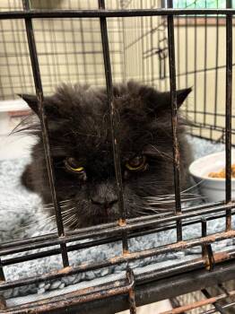 Mazza -  Domestic Long Hair Cat for Adoption in Saint Clairsville, Ohio - Mazza | PetCurious
