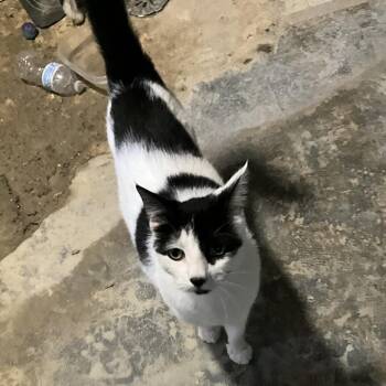 Holmes -  Domestic Short Hair Cat for Adoption in Matteson, Illinois - Holmes | PetCurious