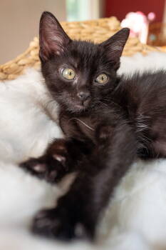 Rescue Domestic Short Hair Cats for Adoption in Lenexa, Kansas - Tinker | PetCurious