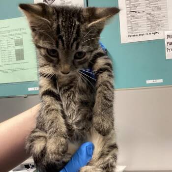 Jewel -  Domestic Short Hair Cat for Adoption in Tampa, Florida - Jewel | PetCurious