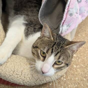 Domestic Short Hair Cats Available for Adoption in Sonoma, California - Ferrari | PetCurious