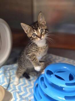Rocket Man -  Domestic Short Hair Cat for Adoption in Westland, Michigan - Rocket Man | PetCurious