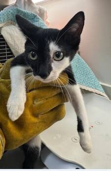 SHRIMP -  Domestic Short Hair Cat for Adoption in Baytown, Texas - SHRIMP | PetCurious