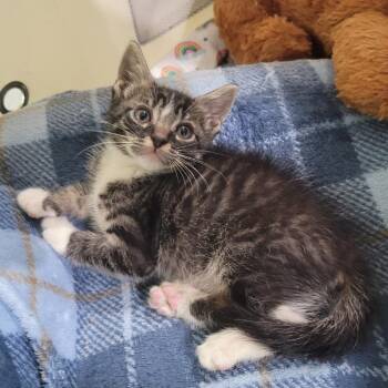 Bandit -  Domestic Short Hair Cat for Adoption in Englewood, Florida - Bandit | PetCurious