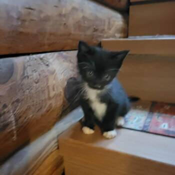 Lisa -  Domestic Short Hair and Mixed Breed Cat for Adoption in Spruce Pine, North Carolina - Lisa | PetCurious