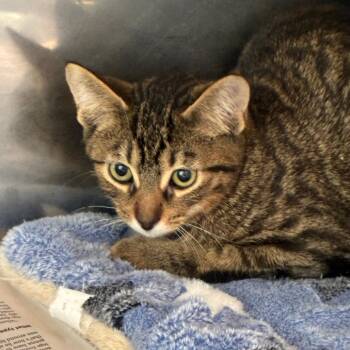 Merman -  Domestic Short Hair Cat for Adoption in Dearborn, Michigan - Merman | PetCurious