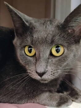 Rescue Domestic Short Hair Cats for Adoption in Champaign, Illinois - Rose | PetCurious