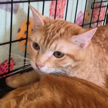 Caribbean -  Domestic Short Hair Cat for Adoption in Indiana, Pennsylvania - Caribbean | PetCurious