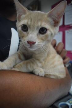 Hudson (Momma K1) -  Domestic Short Hair Cat for Adoption in Pahrump, Nevada - Hudson (Momma K1) | PetCurious