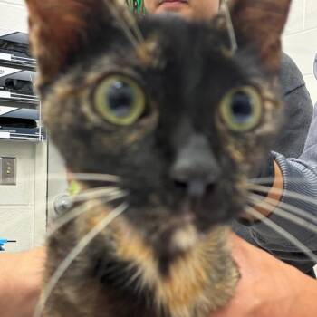 Florence -  Domestic Short Hair Cat for Adoption in Corpus Christi, Texas - Florence | PetCurious