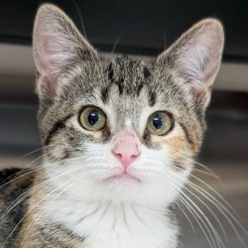 Rio -  Domestic Short Hair Cat for Adoption in Jefferson, Wisconsin - Rio | PetCurious