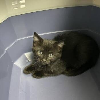 Velvet -  Domestic Short Hair Cat for Adoption in Indianapolis, Indiana - Velvet | PetCurious