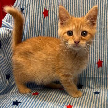 Huey -  Domestic Medium Hair Cat Available for Adoption in Kittanning, Pennsylvania - Huey | PetCurious