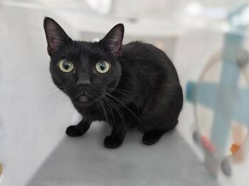 VEGERE -  Domestic Short Hair Cat for Adoption in Dallas, Texas - VEGERE | PetCurious