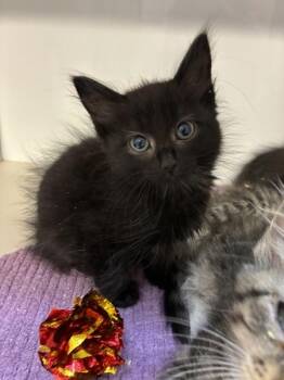 Pepper Jack -  Domestic Long Hair Cat for Adoption in Salt Lake City, Utah - Pepper Jack | PetCurious