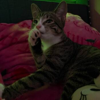 Chloe - Home to Home -  Domestic Short Hair Cat for Adoption in South Elgin, Illinois - Chloe - Home To Home | PetCurious