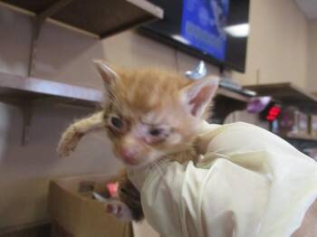 ENJIN -  Domestic Short Hair Cat for Adoption in Ocala, Florida - ENJIN | PetCurious