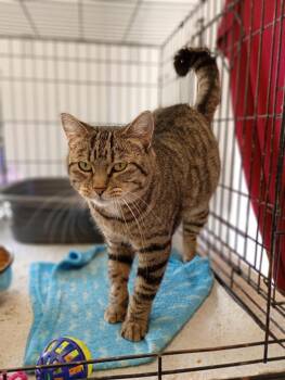 Domestic Short Hair Cats Available for Adoption in Saint James, Minnesota - Mama Kiki | PetCurious