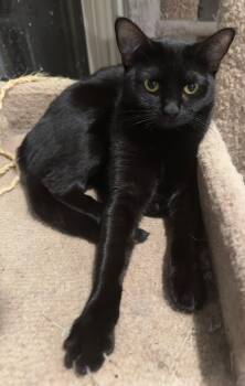 Rescue Domestic Short Hair Cats for Adoption in Youngtown, Arizona - Mama | PetCurious