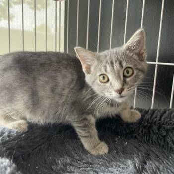 Spring -  Domestic Short Hair Cat for Adoption in Dayton, Ohio - Spring | PetCurious