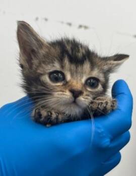 CeCe -  Domestic Short Hair Cat Available for Adoption in Hartsville, South Carolina - CeCe | PetCurious
