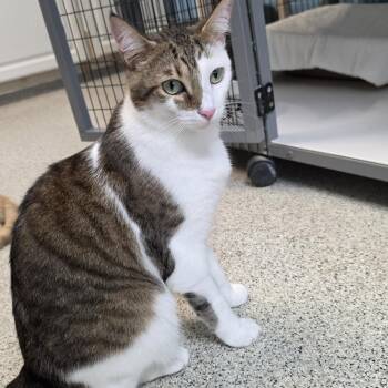 Bean -  Domestic Short Hair Cat for Adoption in Carthage, North Carolina - Bean | PetCurious