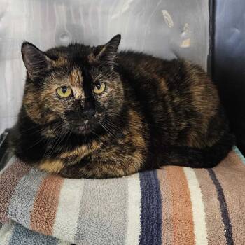 Ruby -  Domestic Short Hair Cat for Adoption in Dover, New Hampshire - Ruby | PetCurious